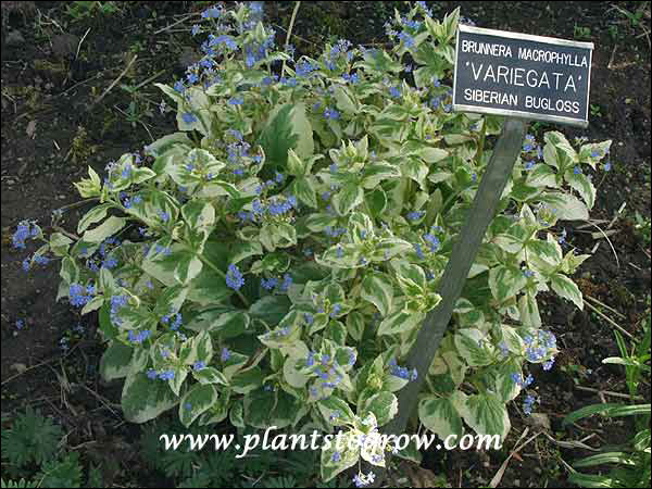 Variegated Siberian Bugloss (Brunnera macrophylla) .
(May 9th)